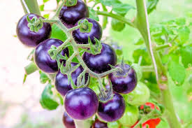 Australia, New Zealand review GM purple tomato