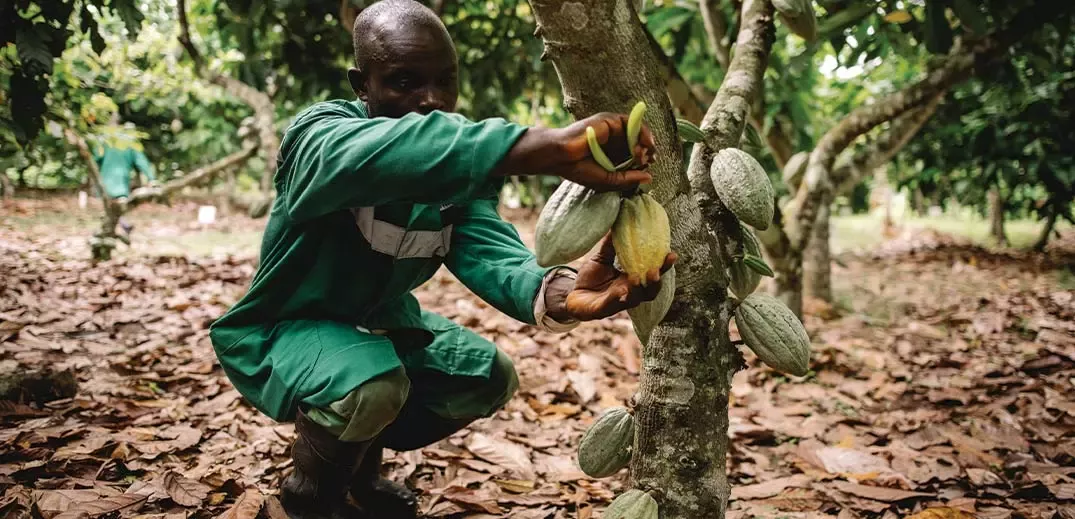 Nestlé develops novel technique to get more yield from cocoa fruit