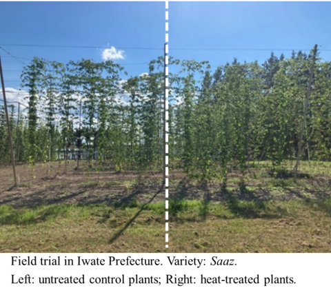 Kirin’s seedling innovation ensures stable beer ingredient supply