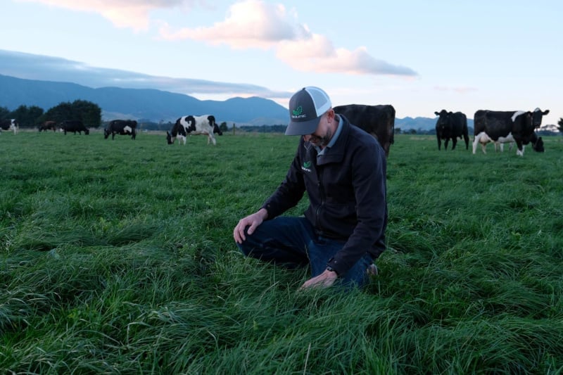 Fonterra and BioLumic partner to bring light-activated seed traits to New Zealand dairy