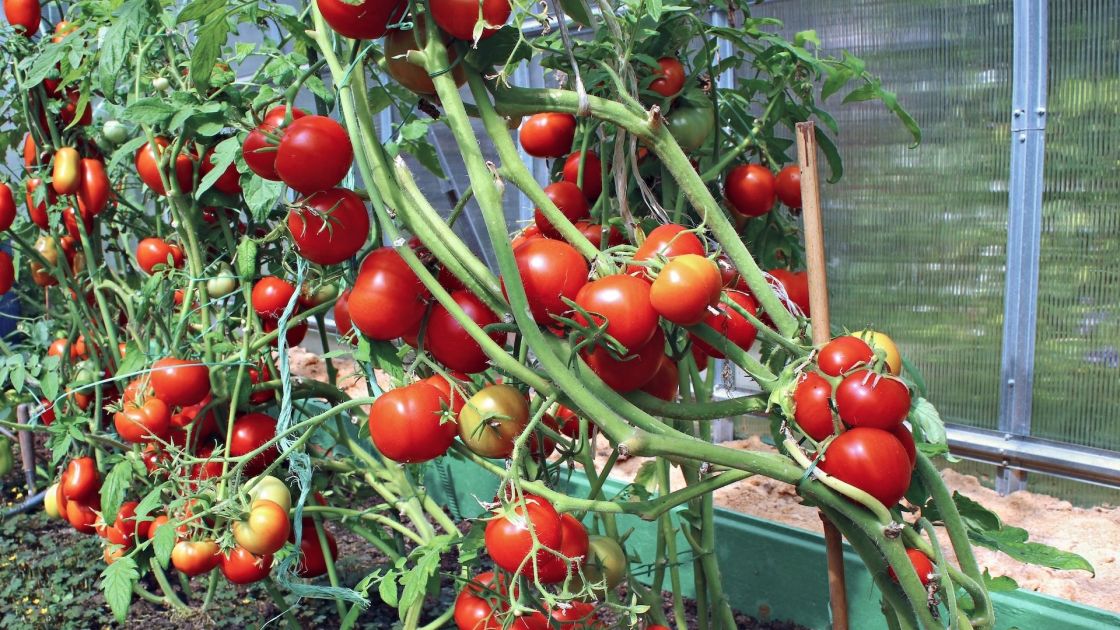 South Australia now tomato virus free