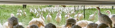 Utah State University analysis finds diestel regenerative turkeys deliver superior nutritional benefits