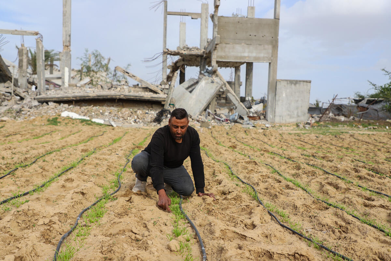 IPC analysis finds no famine in Gaza, yet 77% face acute food insecurity