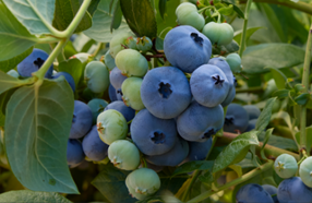 Fall Creek to reveal new SEKOYA Nova ‘FC15-173’ high-chill blueberry variety