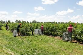 Ukraine backs fruit, vegetable and greenhouse farming to secure food supply