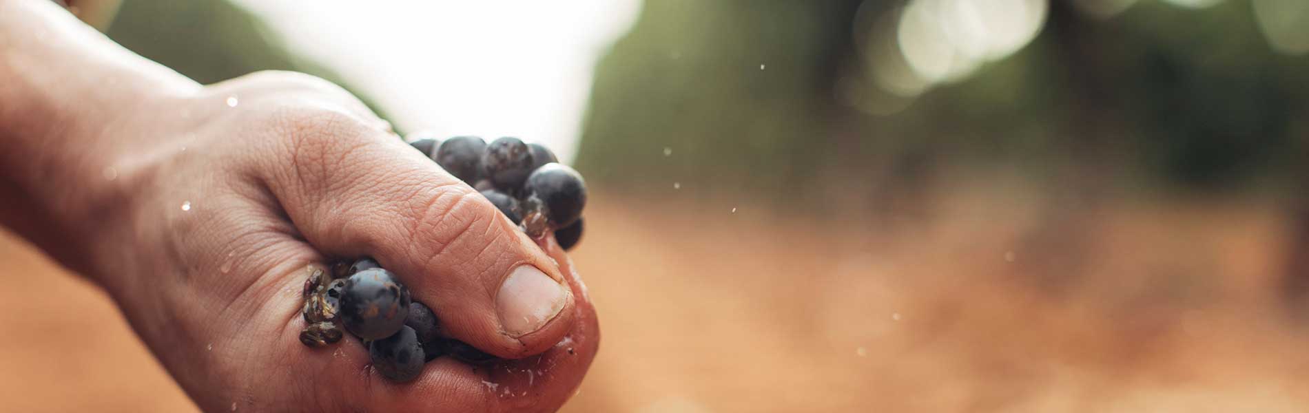 New Australian Wine Future Fund to Boost Research and Venture Investment