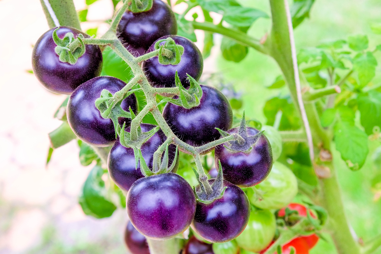 Australia Approves Commercial Release of GM Purple Tomato