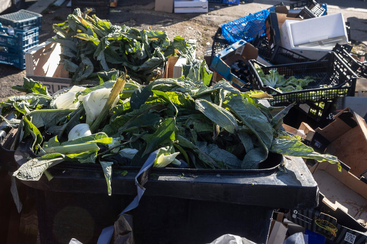 FAO Experts Assess Risk of Antimicrobial Resistance Spreading via Food Loss and Waste
