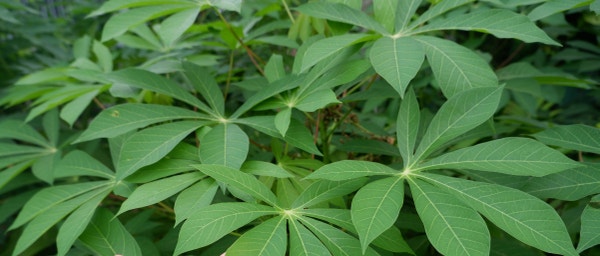Ingredion Thailand Achieves 100% Sustainably Sourced Cassava