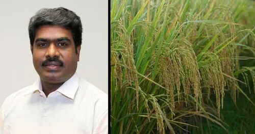 Study Finds Rice Bran Compound Delivered Through Nanotechnology May Protect Ageing Cells