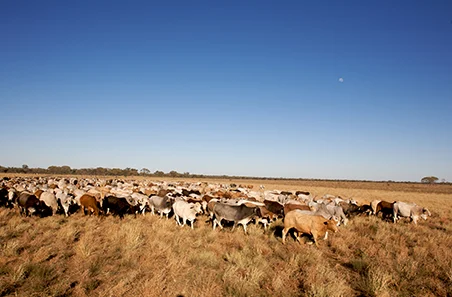 Next-Gen Satellite Connectivity Enables Real-Time Livestock and Sensor Data
