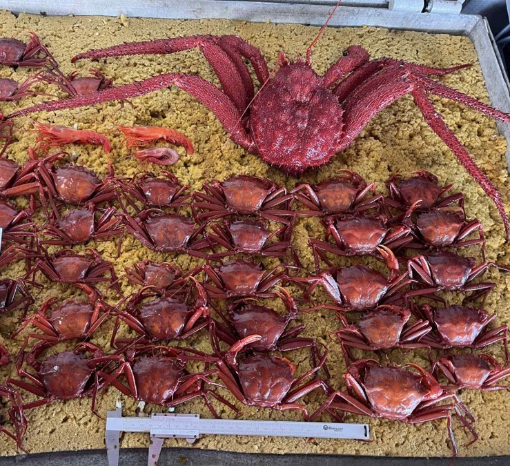 WA Scientists Discover New Deep-Sea Crustacean Stocks with Strong Commercial Potential