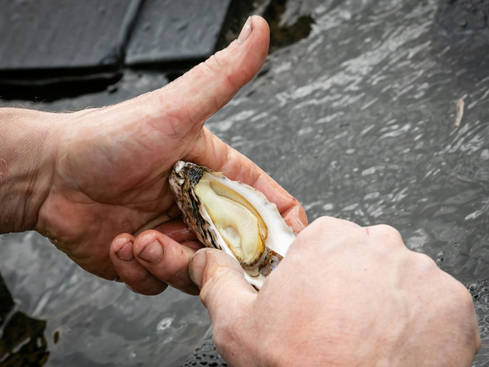 NSW Invests $14.3Mn to Boost South Coast Aquaculture Sector
