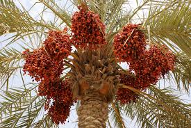 Saudi Arabia’s Date Exports Surge as Global Demand Grows