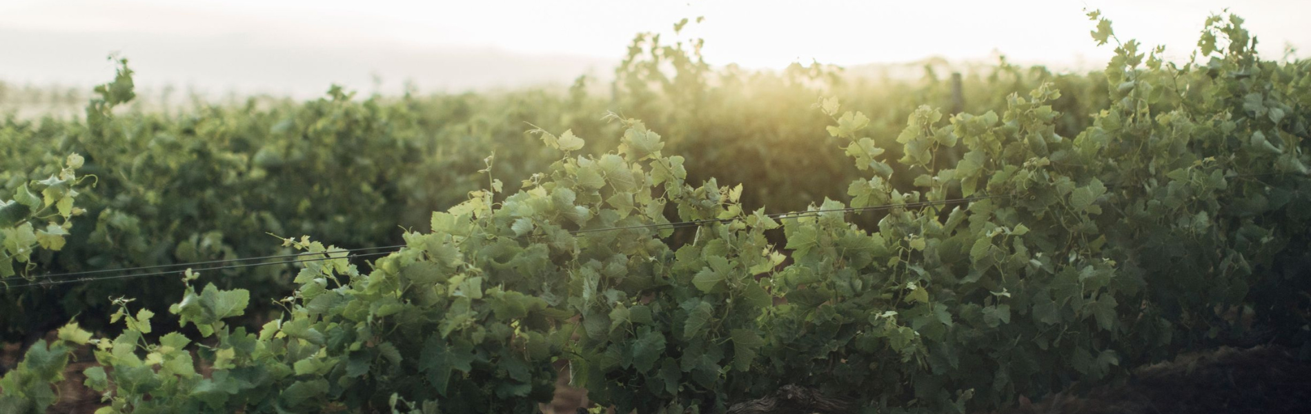 Wine Australia Advances National Vineyard Register with Grower-Led Design and AI Mapping