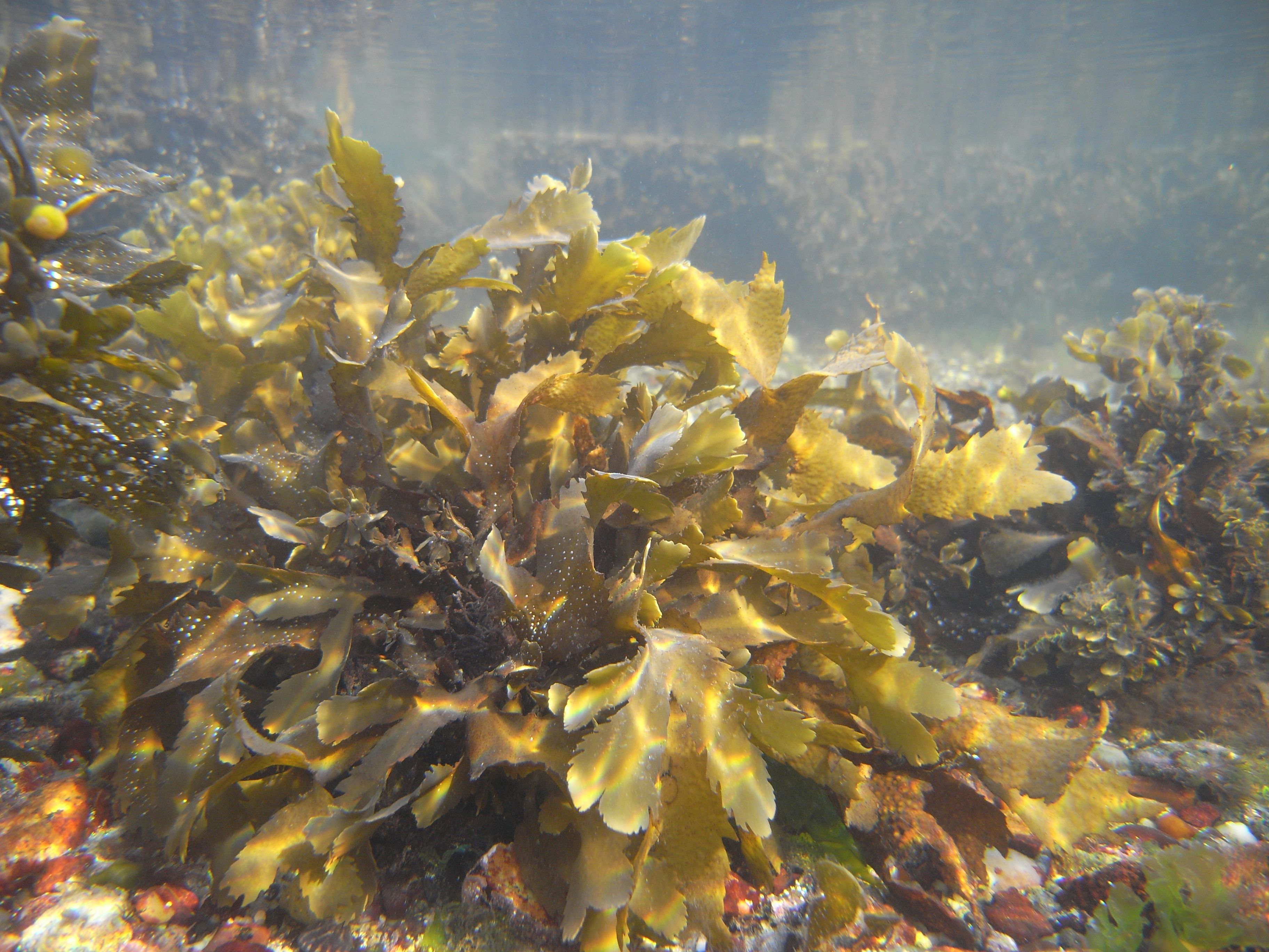 Western Australia Grants Licence for First Commercial Land-Based Asparagopsis Facility