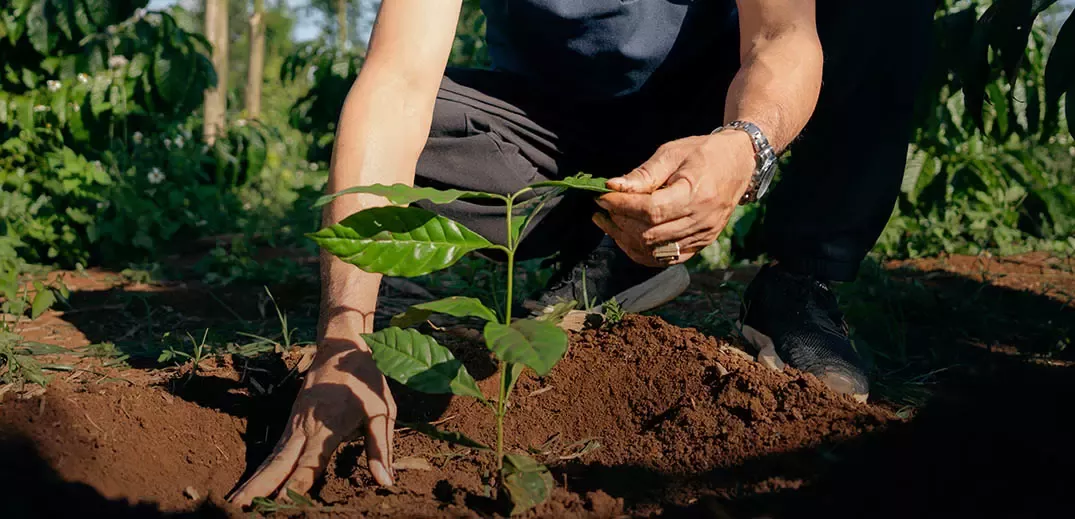 Nescafé Crosses Regenerative Agriculture Milestone, Sources Majority of Coffee From Sustainable Farms