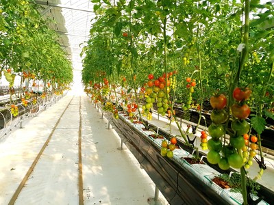 HanaroFarm uses selenium for crop cultivation technology