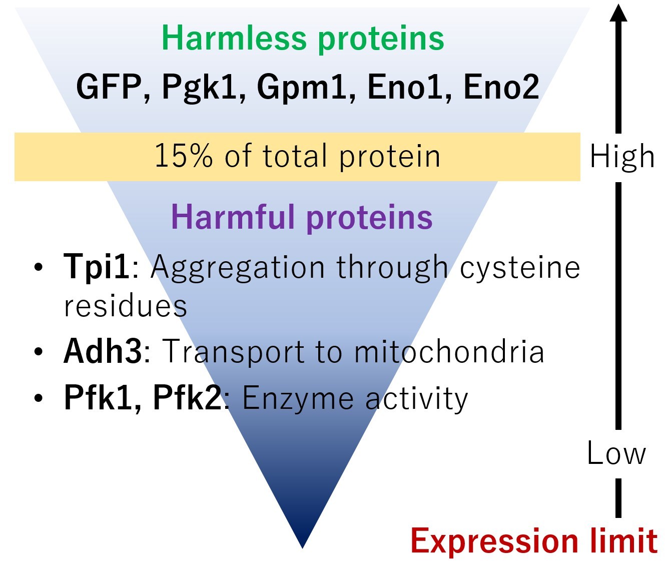 Researchers estimate appropriate protein intake