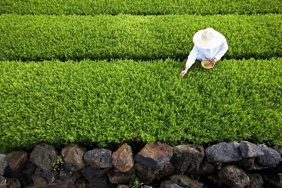 Amorepacific Group opens green tea probiotics research center