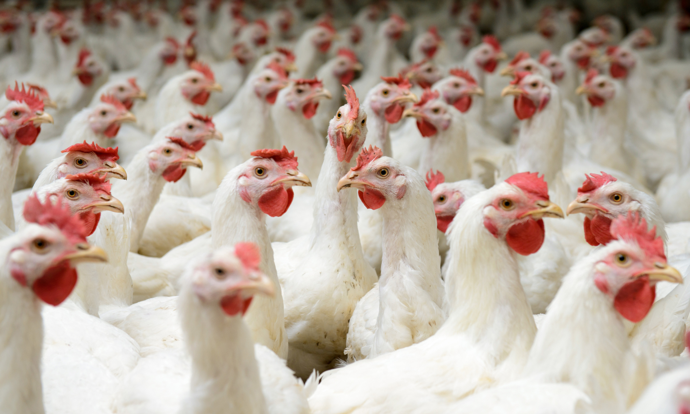 Chinese researchers use recombinant IFN against bird flu