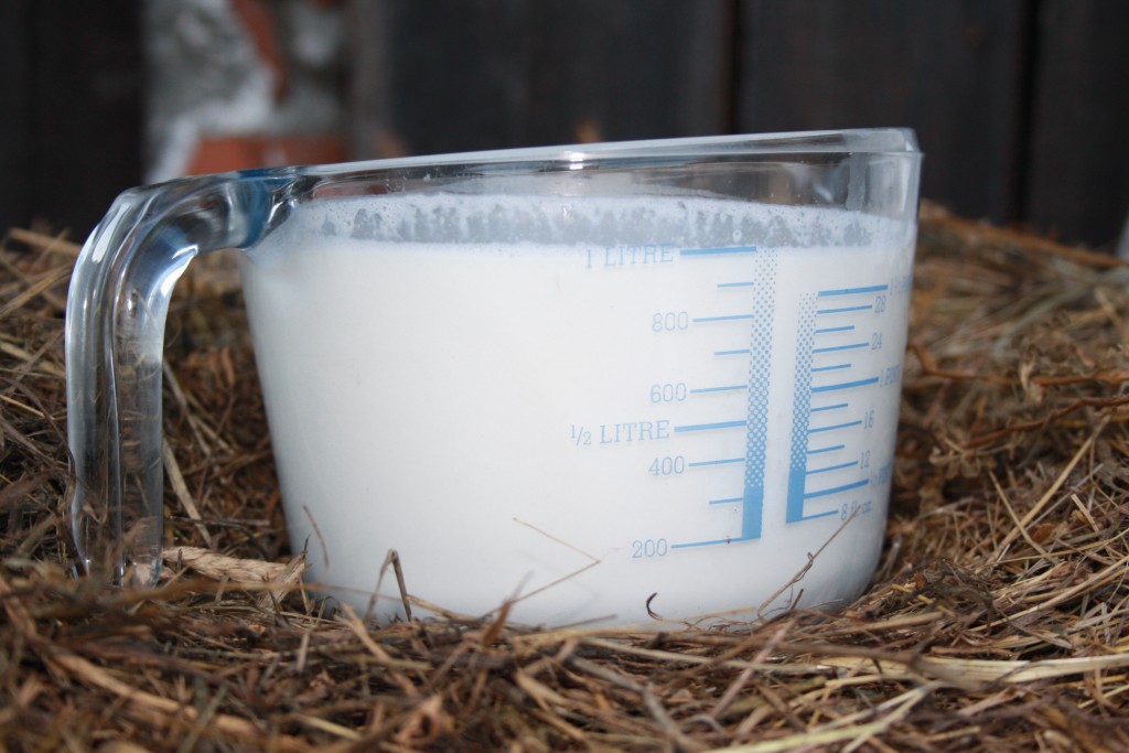 Lotte Food signs agreement with Spring Sheep Milk