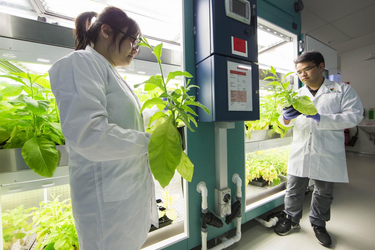 Blue-green algae promises to help boost food crop yields 