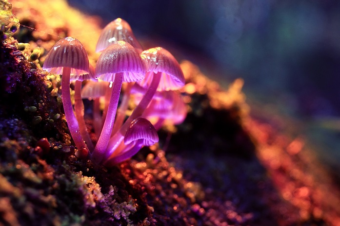 Canada approves NeonMind’s Functional Mushroom Formulation ‘Mindful Blend’