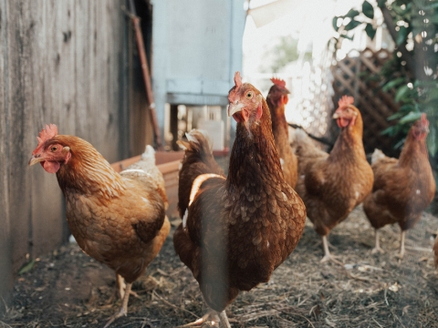 Taiwan revised official guidelines for cage-free Eggs transition