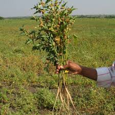Ashwagandha root extract consumption proves effective sleep and anxiety aid