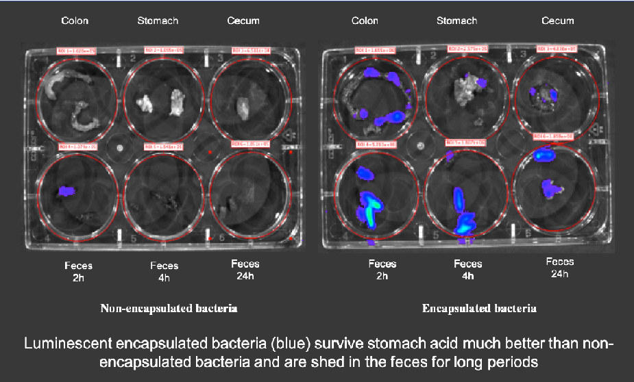 Austrianova’s ’Bac-in-a-Box’ technology protects probiotics from stomach acid