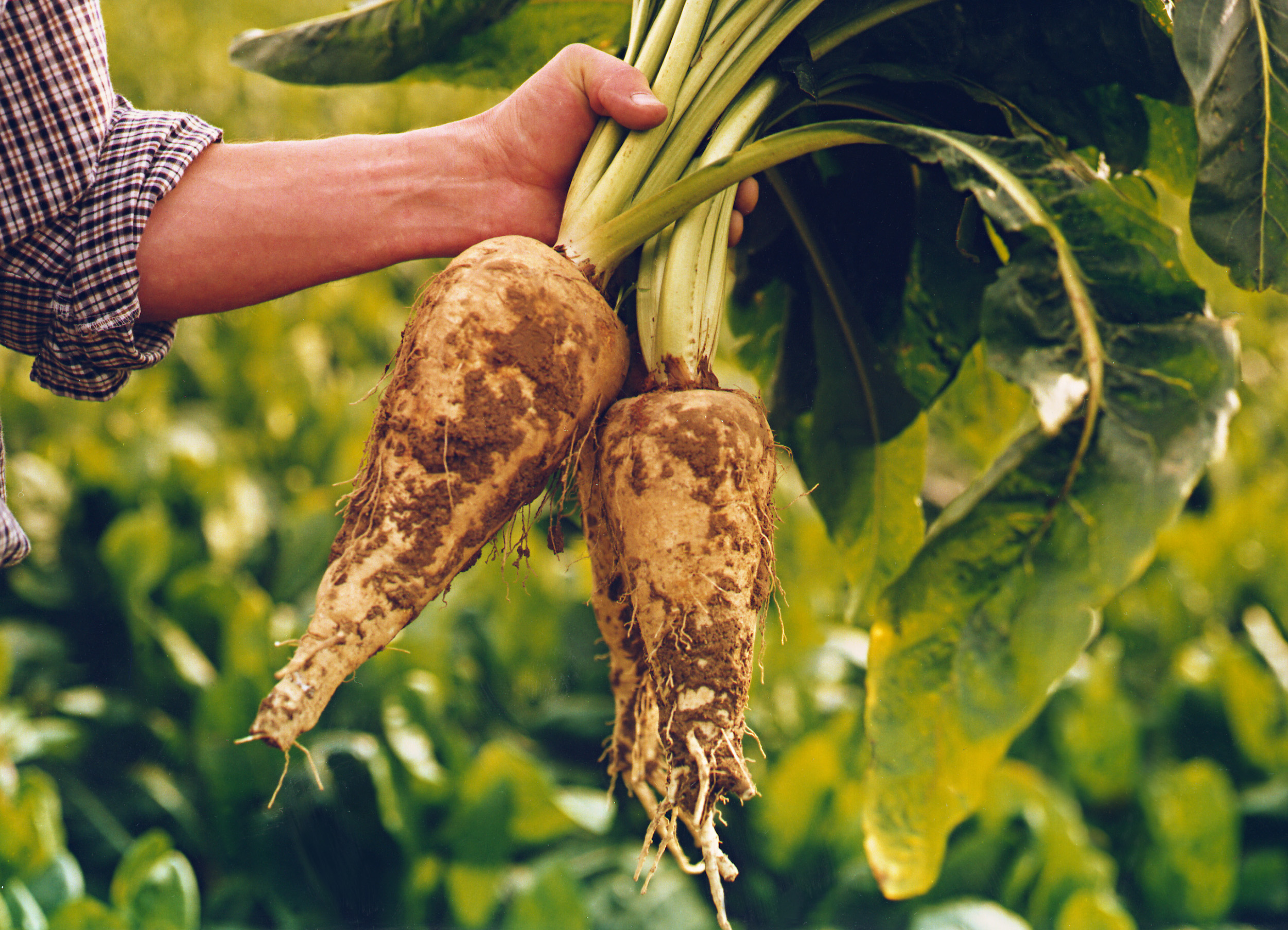 Celebrating Australian Organic Awareness Month with BENEO’s natural ingredients