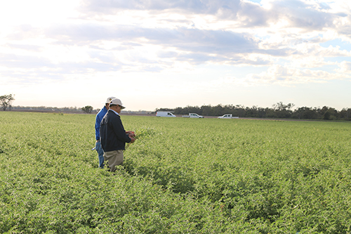 UQ researcher use AI to develop genetic model for the ‘ultimate’ chickpea