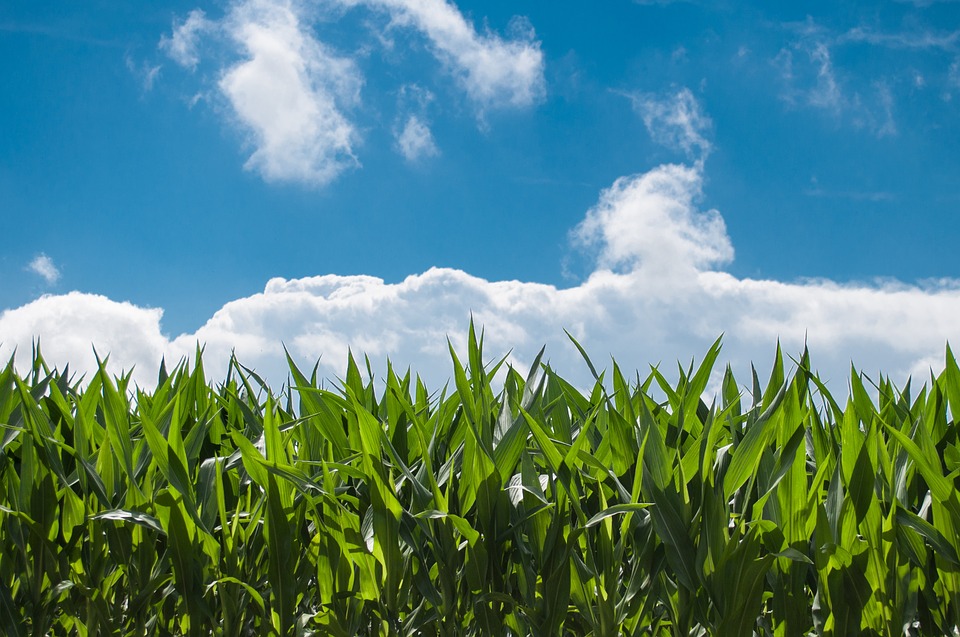 The Pakistan government to promote agricultural biotechnology
