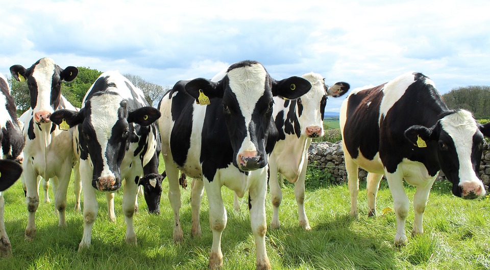 NZ dairy firm Keytone Dairy lists on ASX