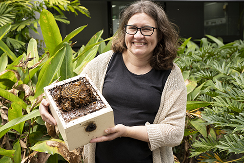 Australian researcher revealed mystery of healthy sugar found in stingless bee honey