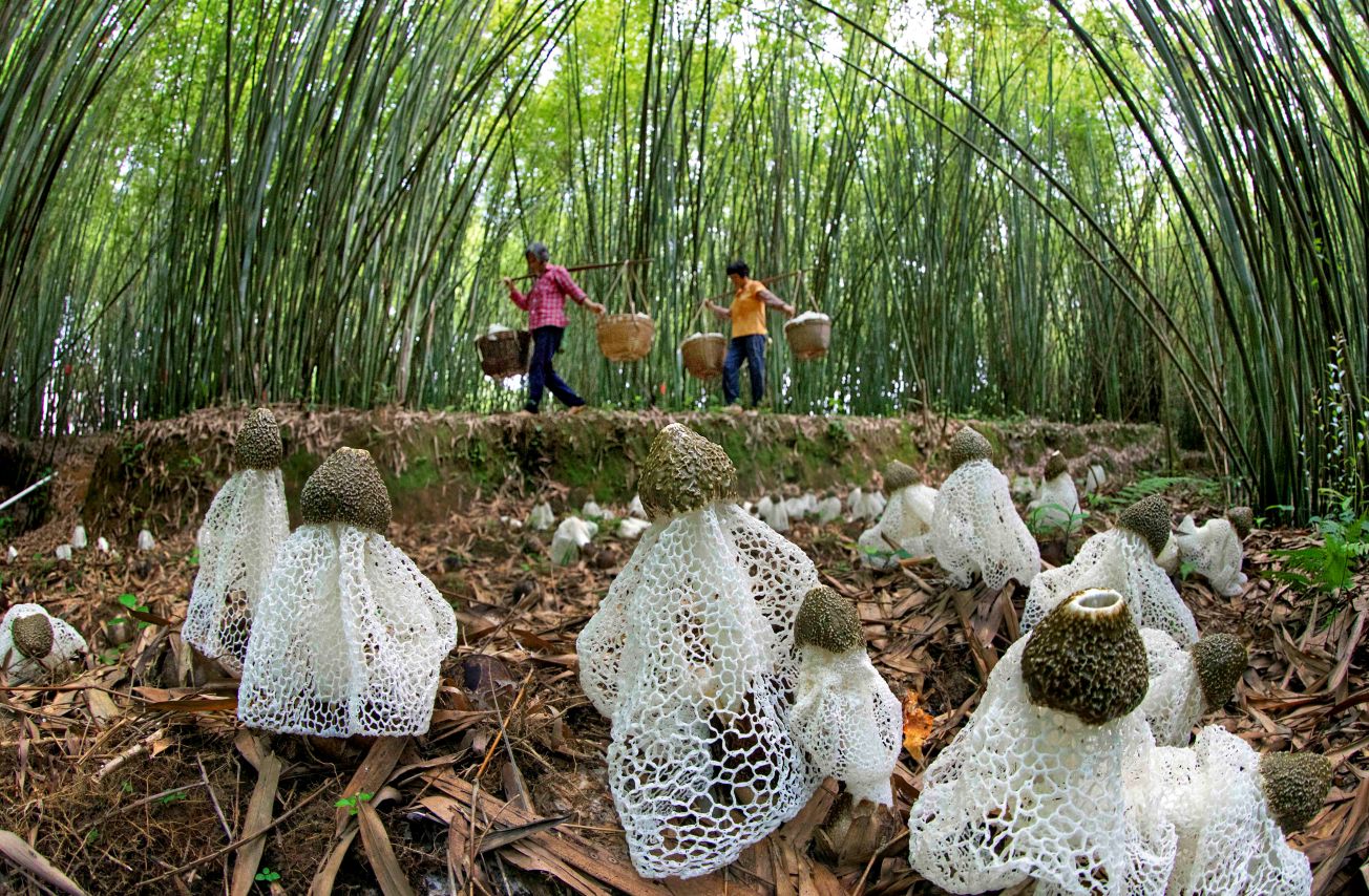 FAO Report Links Forest Conservation with Food Security and Nutrition 