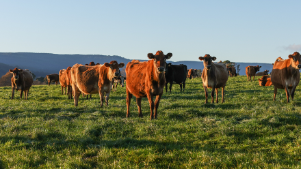 Victoria Partners with Dairy Australia to Expand Dairy Exports across Asia