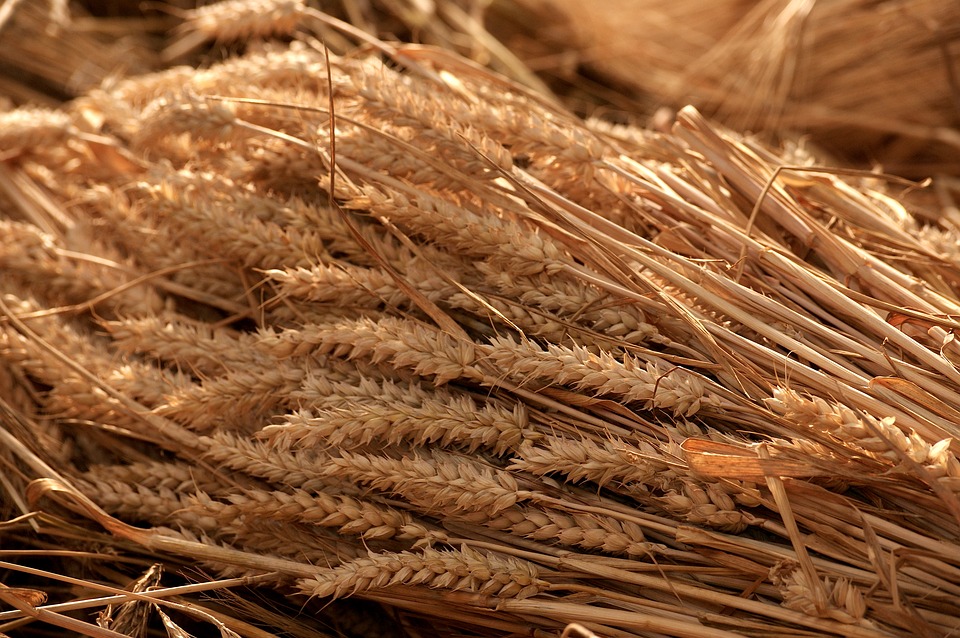 Cofco forms partnership with Growmark for grain supply
