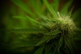 FDA identifies pathways for hemp ingredients in food & supplements