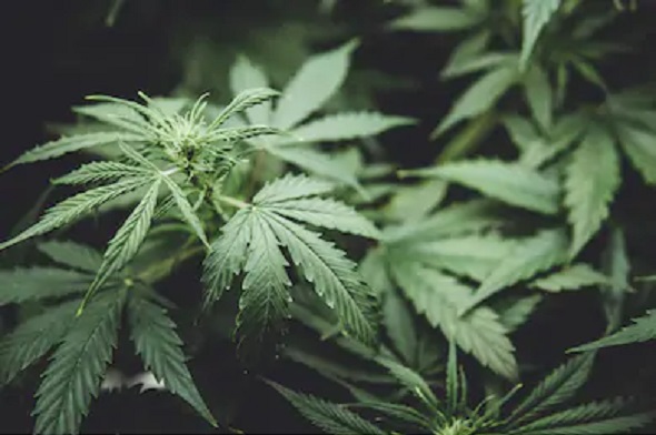 Japan picks no distinction between cannabis & hemp