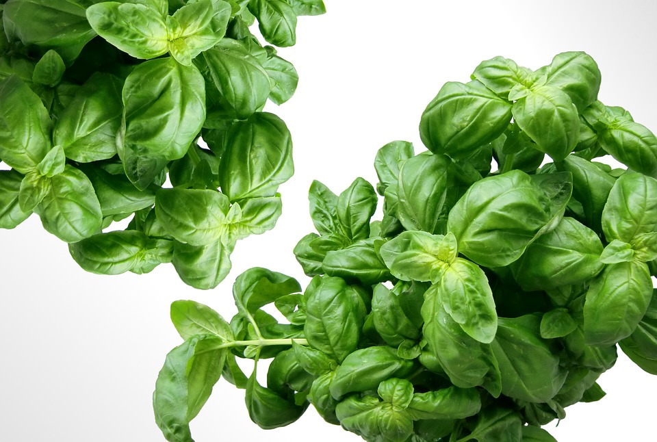 Asian medicinal herb reduces inflammation