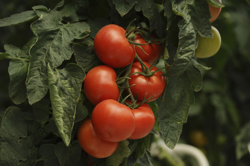 Lycopene’s antioxidative powers on show at HI Japan