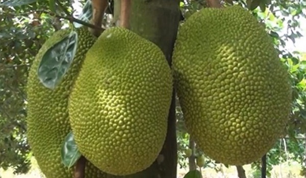 Vietnam’s export of agro-forestry and fishery products to Asia increase by 12%