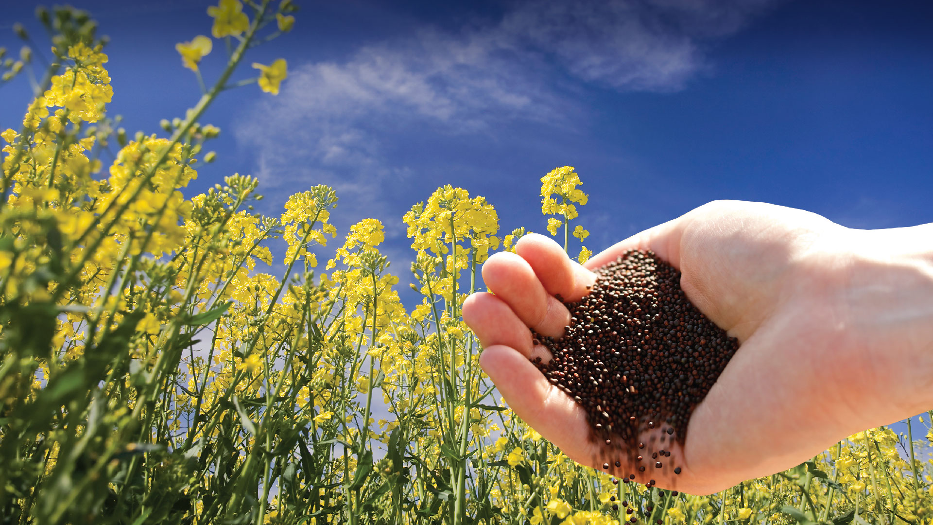 Cargill launches oilseed plant in northern China