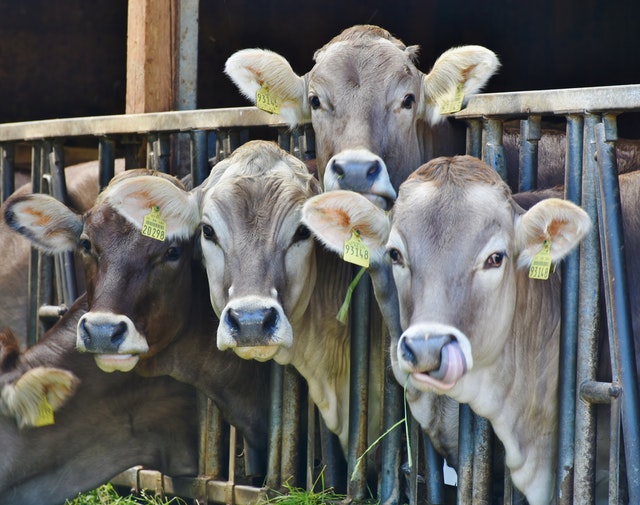 ADM Launches Antibiotic Reduction Program for livestock farms
