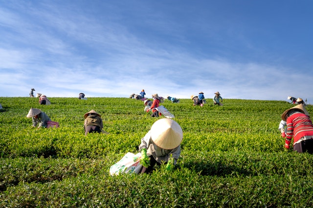 Asahi Beverages to work directly with growers to select and perfect barley types