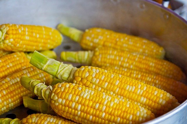 Origin Agritech to Expand Its Nutrition Enhanced Corn Production