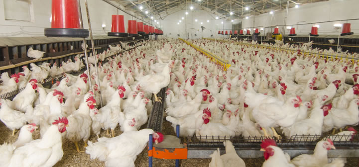 Japan reports outbreak of avian influenza in Chiba prefecture