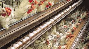Hong Kong suspends import of poultry products from US